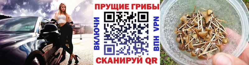 купить   Ярцево  Псилоцибиновые грибы MAGIC MUSHROOMS 